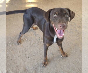 Enzo - Male Doberman Pinscher-Unknown Mix Dog for Adoption - Photo #2