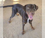 Small Photo #2 Doberman Pinscher-Unknown Mix Puppy For Sale in Fort Worth, TX, USA