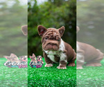 Small #2 French Bulldog