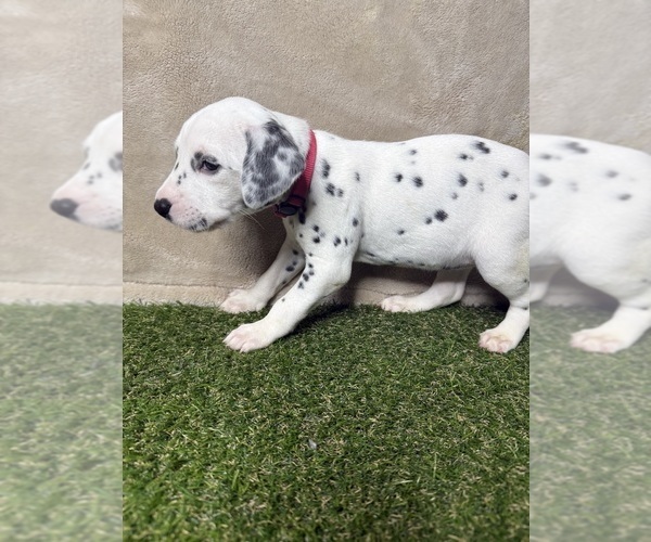 Medium Photo #2 Dalmatian Puppy For Sale in FORT WORTH, TX, USA