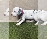 Small #1 Dalmatian