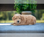 Puppy JJ Goldendoodle (Miniature)