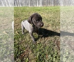 Small Photo #26 German Shorthaired Pointer Puppy For Sale in ELIZABETH CITY, NC, USA