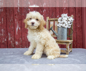 Cocker Spaniel-Poodle (Miniature) Mix Puppy for sale in MILLERSBURG, OH, USA