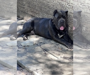 Father of the Cane Corso puppies born on 01/19/2023