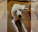 Small #2 Great Pyrenees
