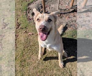 Mutt Dogs for adoption in Redlands, CA, USA