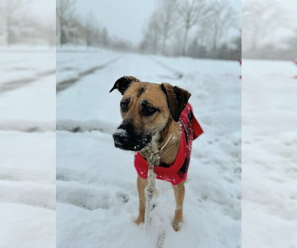 Medium Photo #3 American Pit Bull Terrier-Labrador Retriever Mix Puppy For Sale in Royal Palm Beach, FL, USA
