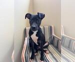 Small #2 Labrador Retriever Mix