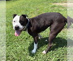 Small #2 American Pit Bull Terrier