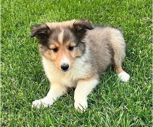 Shetland Sheepdog Puppy for sale in INDIANAPOLIS, IN, USA