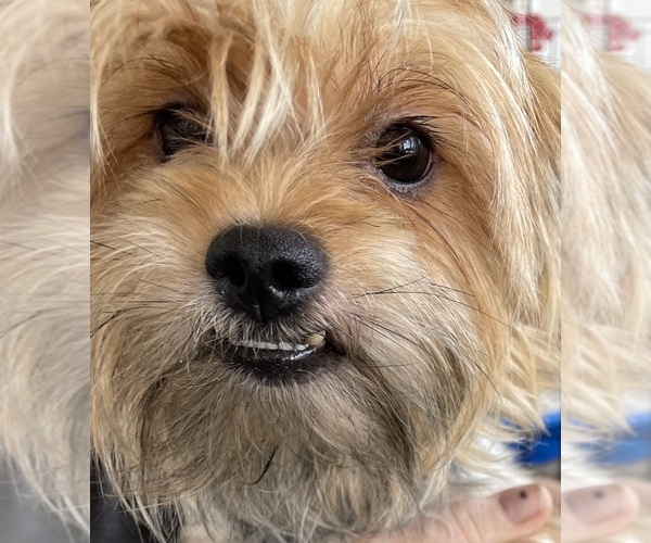 Medium Photo #1 Yorkshire Terrier Puppy For Sale in FAYETTEVILLE, NC, USA