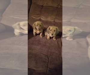 Dachshund Puppy for sale in LINCOLN, NE, USA