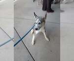 Small #1 Siberian Husky Mix