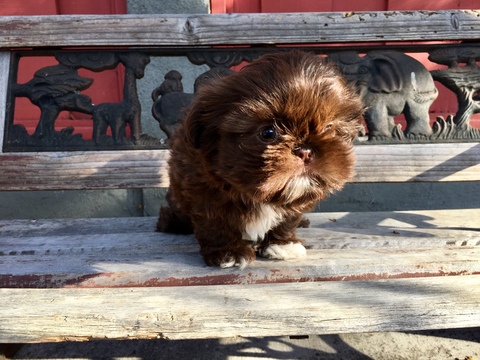 Medium Photo #49 Shih Tzu Puppy For Sale in HAYWARD, CA, USA