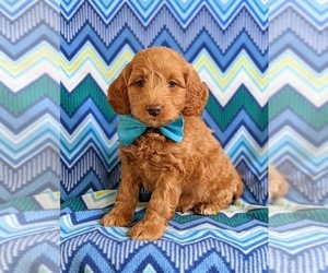Goldendoodle (Miniature) Puppy for sale in NOTTINGHAM, PA, USA