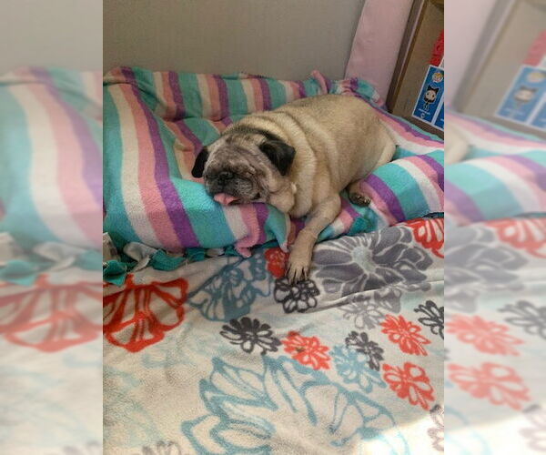 Medium Photo #5 Pug Puppy For Sale in Indianapolis, IN, USA