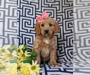 Goldendoodle (Miniature) Puppy for sale in QUARRYVILLE, PA, USA