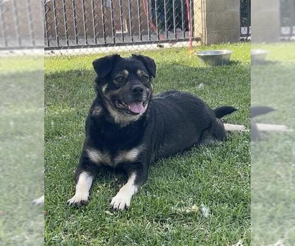 Medium Photo #2 Pug-Unknown Mix Puppy For Sale in Riverside, CA, USA