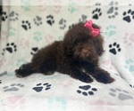 Small #6 ShihPoo