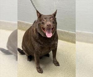 Labrador Retriever-Unknown Mix Dogs for adoption in Las Vegas, NV, USA