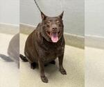 Small Labrador Retriever Mix