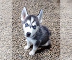 Puppy Tommy Siberian Husky