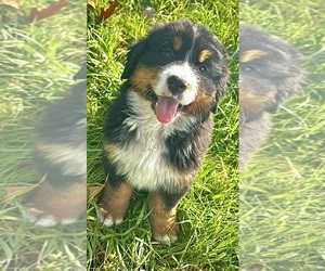 Bernese Mountain Dog Puppy for sale in WEST GROVE, PA, USA