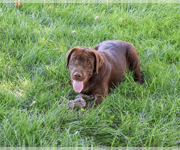 Medium Photo #5 Labrador Retriever Puppy For Sale in SYRACUSE, IN, USA