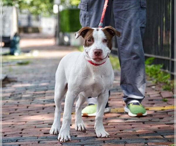 Medium Photo #1 American Pit Bull Terrier Puppy For Sale in Boston, MA, USA