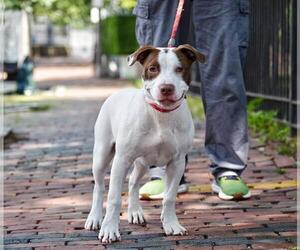 American Pit Bull Terrier Dogs for adoption in Boston, MA, USA