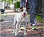 Small American Pit Bull Terrier