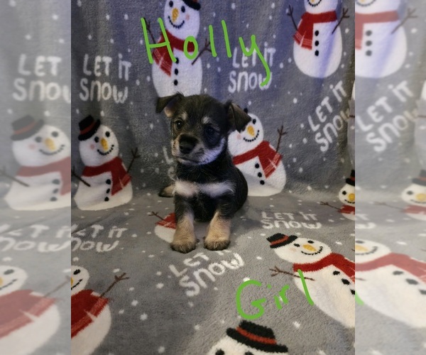 Medium Photo #20 Chizer Puppy For Sale in MONTEZUMA, GA, USA