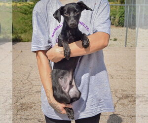 Max - Male Dachshund-Italian Greyhound Mix Dog for Adoption - Photo #4