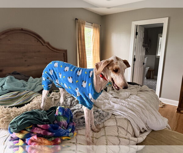 Medium Photo #3 Goldendoodle Puppy For Sale in Mouth Of Wilson, VA, USA