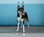 Small #1 Siberian Husky