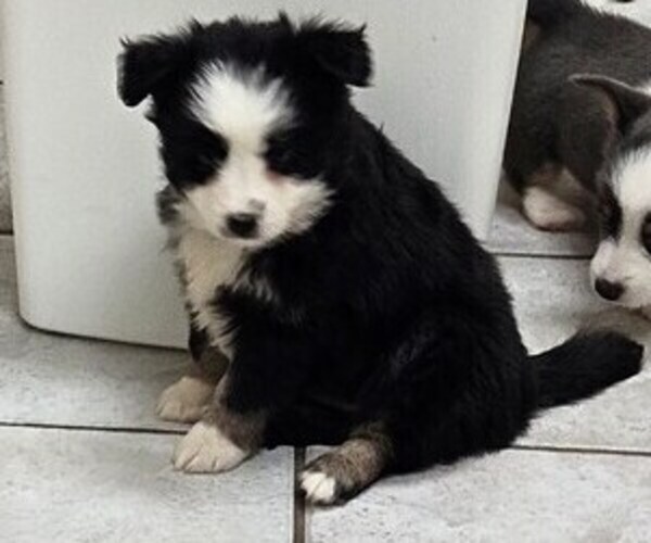 Medium Photo #1 Miniature Australian Shepherd Puppy For Sale in MILTON, WI, USA