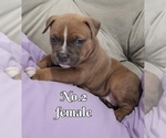 Small Photo #6 American Bully Puppy For Sale in PHOENIX, AZ, USA