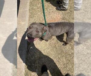 American Staffordshire Terrier Dogs for adoption in Oklahoma City, OK, USA