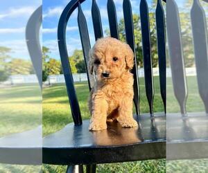 Goldendoodle-Poodle (Standard) Mix Puppy for Sale in OCALA, Florida USA