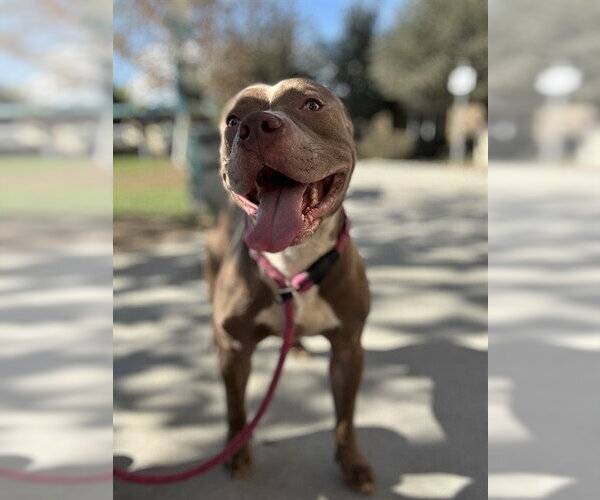 Medium Photo #1 Mutt Puppy For Sale in Riverside, CA, USA