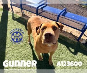 Mutt Dogs for adoption in HESPERIA, CA, USA