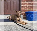 Small #6 American Staffordshire Terrier-Boston Terrier Mix