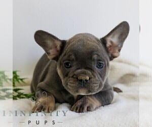 French Bulldog Puppy for sale in EPHRATA, PA, USA