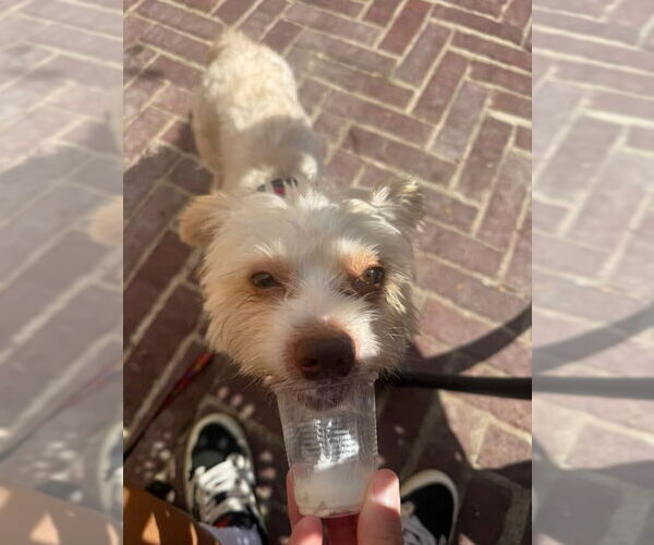 Medium Photo #2 Mutt Puppy For Sale in Houston, TX, USA