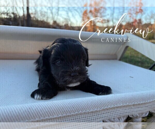 Medium Photo #6 Havapoo Puppy For Sale in NIANGUA, MO, USA