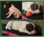 Small #6 Border Collie