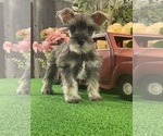 Small #3 Schnauzer (Miniature)
