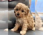 Small Cavapoo (Miniature)