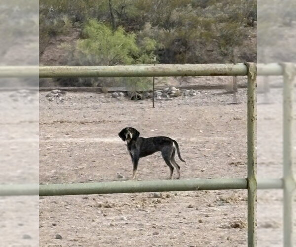 Medium Photo #2 Bluetick Coonhound Puppy For Sale in Williamsburg, NM, USA